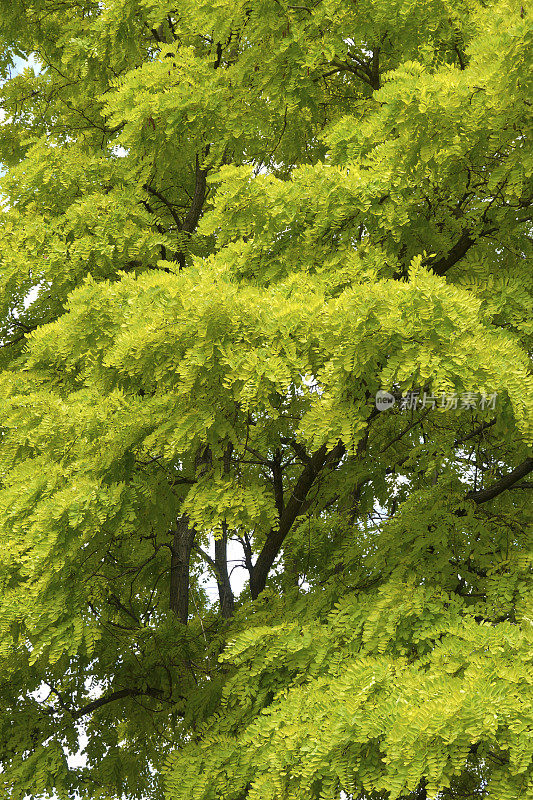 皂荚(Gleditsia triacanthos 'Sunburst') -俗称:金色蜂蜜蝗虫。